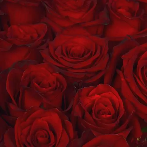 Букет из 25 красных роз 60см