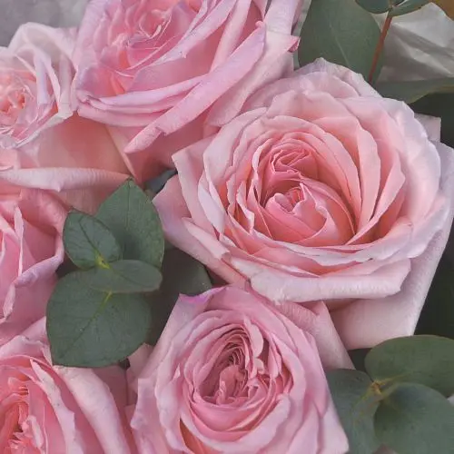 Букет пионовидных роз Pink O'Hara и эвкалипта S