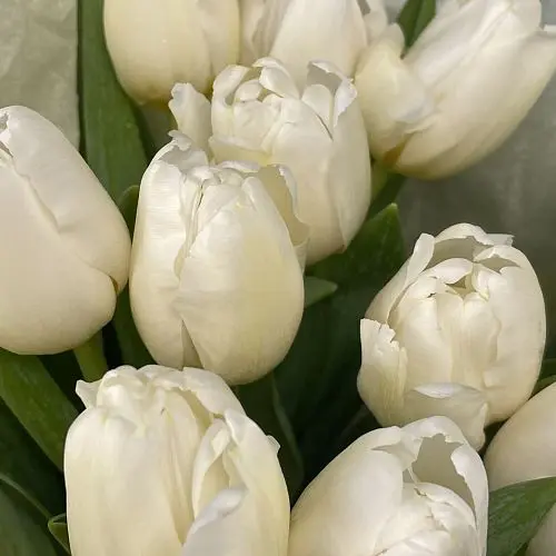 Букет из 25 белых тюльпанов