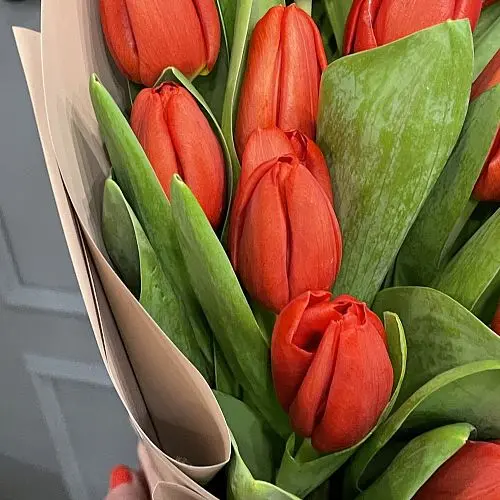 Букет из 25 красных тюльпанов