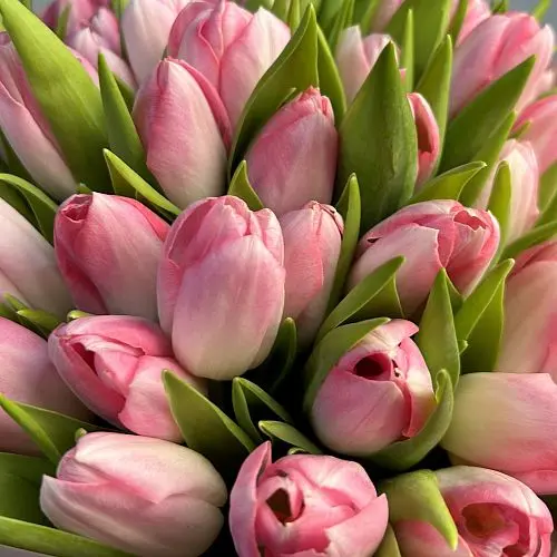 Букет из 101 розового тюльпана