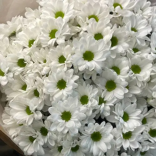 Букет из 11 белых кустовых хризантем Bacardi