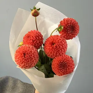 Букет из 5 алых георгинов