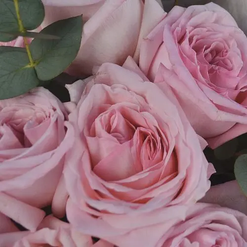 Букет пионовидных роз Pink O'Hara и эвкалипта S