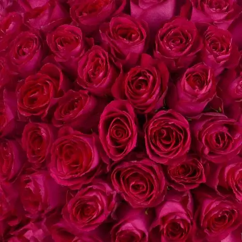Букет из 51 ярко-розовой розы 50см (Кения)