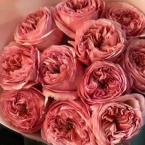 Букет пионовидных роз Pink Expression L