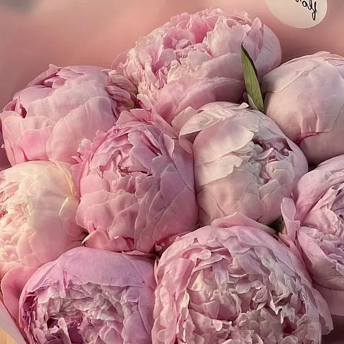 Заказать Букет из 11 розовых пионов с доставкой по СПб | Цветы недорого в  интернет-магазине цветов Флористка Кэт