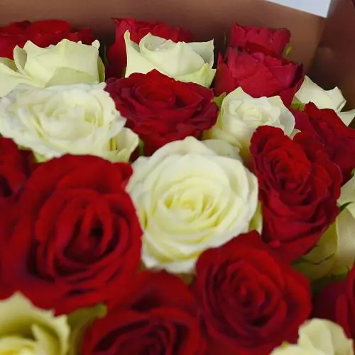 Букет из 35 белых и красных роз 40см (Кения)