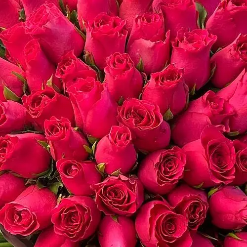 Букет из 101 ярко-розовой розы 50см (Кения)