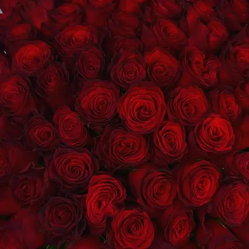 Букет из 25 бордовых роз 50см (Кения Премиум)