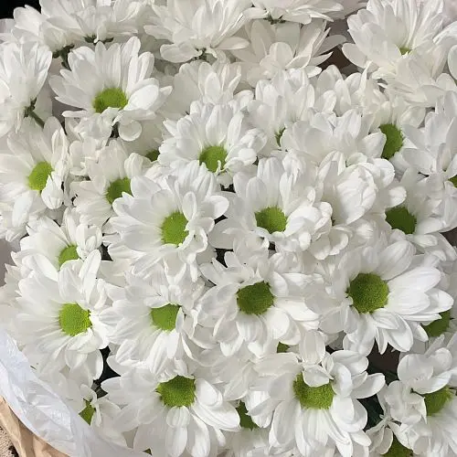 Букет из 25 белых кустовых хризантем Bacardi