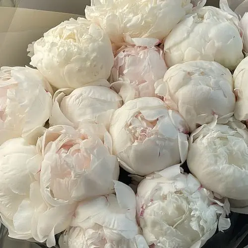 Букет из 11 белых пионов купить с доставкой по СПб | Премиум букеты  недорого в интернет-магазине цветов Флористка Кэт