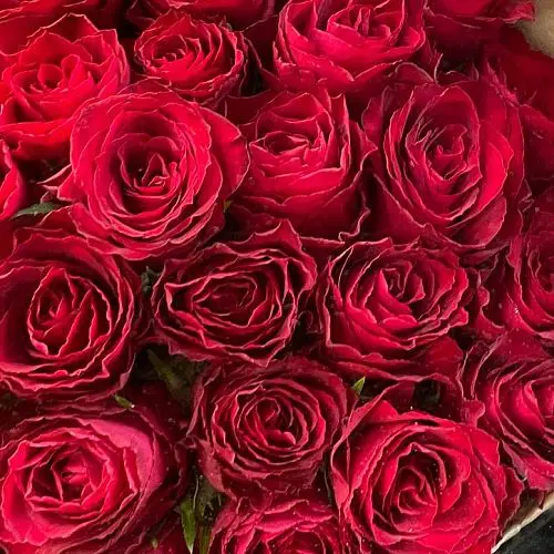 Букет из 25 красных роз 50см (Кения)