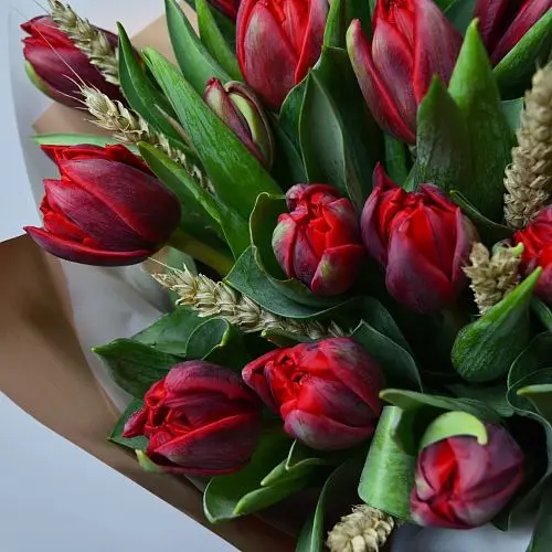 Букет из 15 красных пионовидных тюльпанов с колосками
