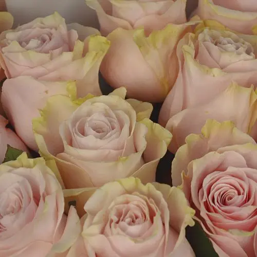 Букет из 51 розы Pink Mondial 50см