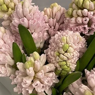 Букет из 9 розовых гиацинтов