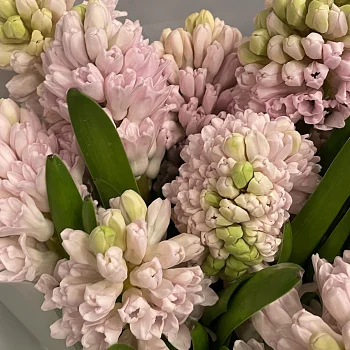 Букет из 9 розовых гиацинтов