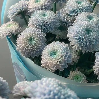 Букет из 5 кустовых хризантем Dusty Mermaid