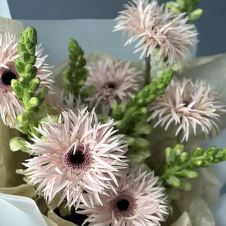 Дуо-букет сортовых гербер и антирринума M