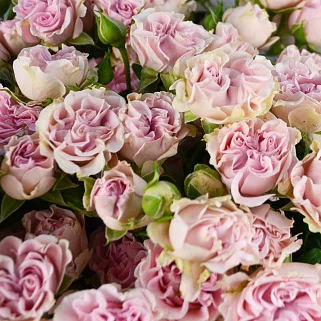 Букет из 25 кустовых пионовидных роз Sweet Flow
