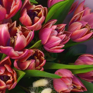 Букет из 17 пионовидных тюльпанов с аспарагусом