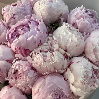 Букет из 15 розовых пионов