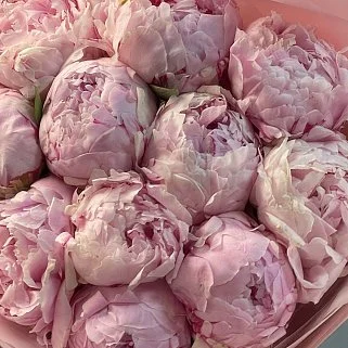 Букет из 11 розовых пионов