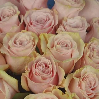 Букет из 25 роз Pink Mondial 50см