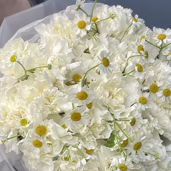 Белый дуо-букет гвоздик и матрикарий S