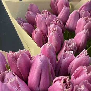 Букет из 25 махровых тюльпанов