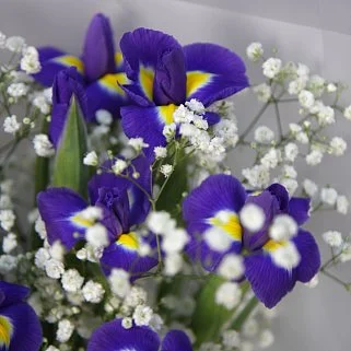 Букет из 9 ирисов и гипсофилы