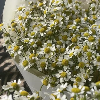 Букет ромашек S