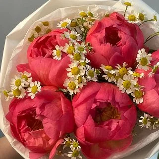 Букет из 5 пионов Coral Sunset и матрикарии