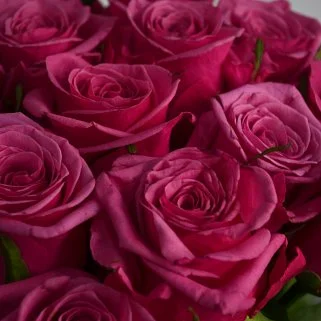 Букет из 15 ярко-розовых роз 60см (Россия)