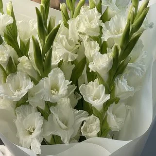 Букет из 9 белых гладиолусов