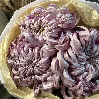 Букет из 3 хризантем Vienna Pink