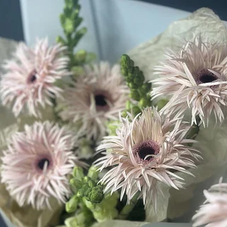 Дуо-букет сортовых гербер и антирринума S