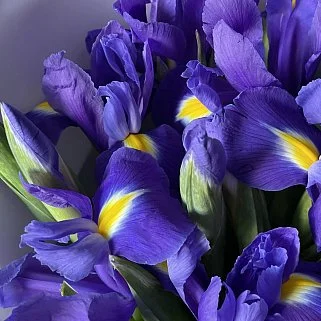 Букет из 25 ирисов