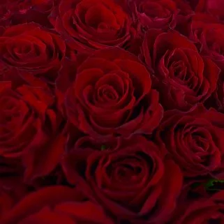 Букет в шляпной коробке из 35 красных роз (Кения)