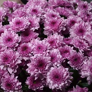 Букет из 25 кустовых хризантем