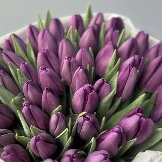Букет из 51 фиолетового тюльпана