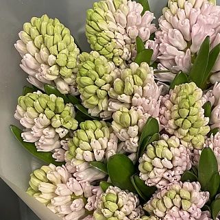 Букет из 25 розовых гиацинтов