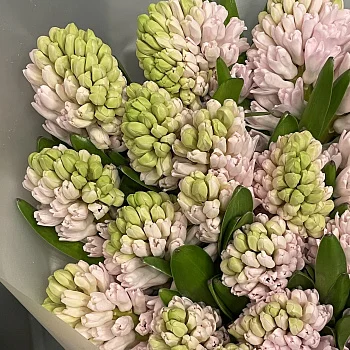 Букет из 25 розовых гиацинтов