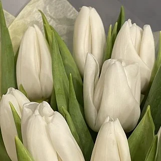 Букет из 9 белых тюльпанов