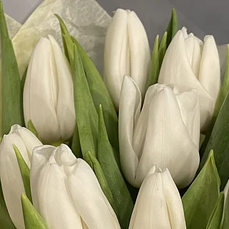 Букет из 9 белых тюльпанов