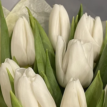 Букет из 9 белых тюльпанов