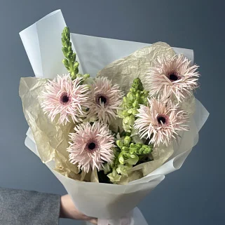 Дуо-букет сортовых гербер и антирринума S