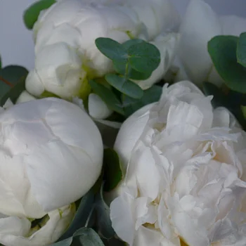 Букет в шляпной коробке из 9 белых пионов