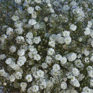 Свадебный букет невесты из гипсофилы
