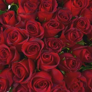 Букет из 51 красной розы Freedom 80см